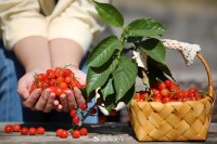 5月18日至6月16日，“櫻桃之約”邀你共赴！